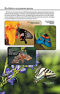 Butterflies. An Illustrated Guide
